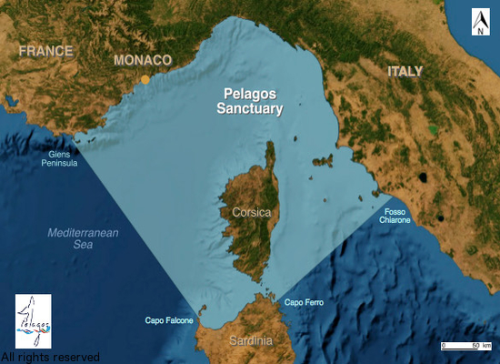 The Pelagos Sanctuary